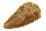 Bargain, Raptor Tooth - Real Dinosaur Tooth #268716-1